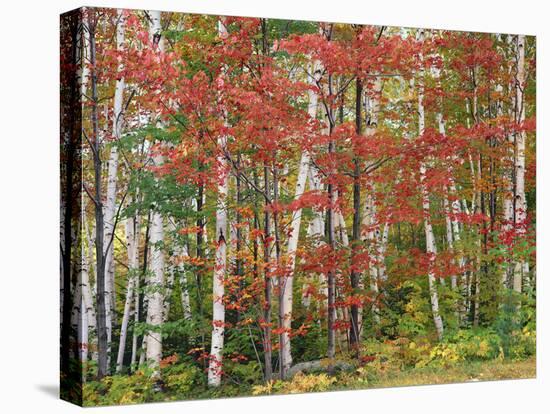 Deciduous Forest, Birches, Autumn-Thonig-Premier Image Canvas