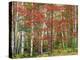 Deciduous Forest, Birches, Autumn-Thonig-Premier Image Canvas