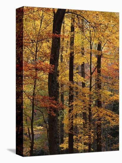 Deciduous Forest in Autumn-James Randklev-Premier Image Canvas