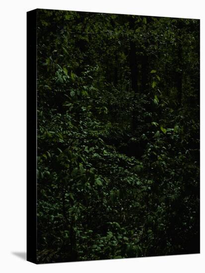 Deciduous forest with green leaves, dark, shady-Axel Killian-Premier Image Canvas