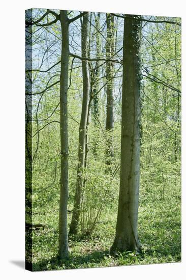 Deciduous forest with green leaves in the spring with sunshine-Axel Killian-Stretched Canvas