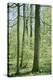 Deciduous forest with green leaves in the spring with sunshine-Axel Killian-Premier Image Canvas