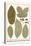 Deciduous Leaves from Various Plants-Albertus Seba-Stretched Canvas