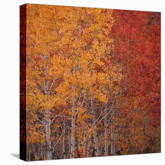 Deciduous Trees in Autumn-Micha Pawlitzki-Premier Image Canvas