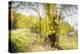 Deciduous trees in sunshine-Heidi Westum-Premier Image Canvas