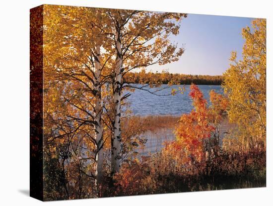 Deciduous Trees, Lake, Autumn-Thonig-Premier Image Canvas