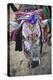 Decorated Cow, Goa, India, Asia-Yadid Levy-Premier Image Canvas