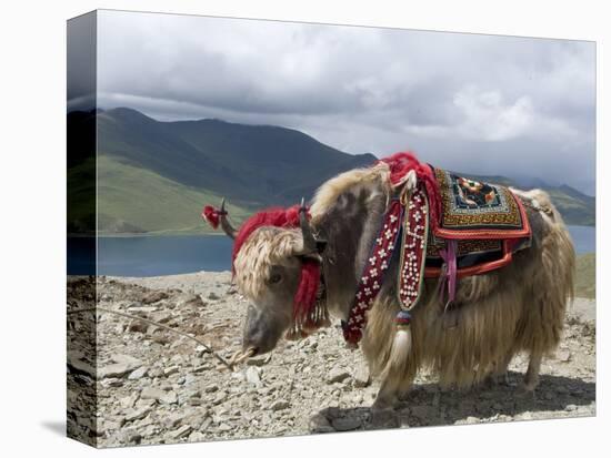 Decorated Yak, Turquoise Lake, Tibet, China-Ethel Davies-Premier Image Canvas