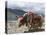 Decorated Yak, Turquoise Lake, Tibet, China-Ethel Davies-Premier Image Canvas