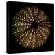 Deep 1: Brown Sea Urchin-Doris Mitsch-Premier Image Canvas