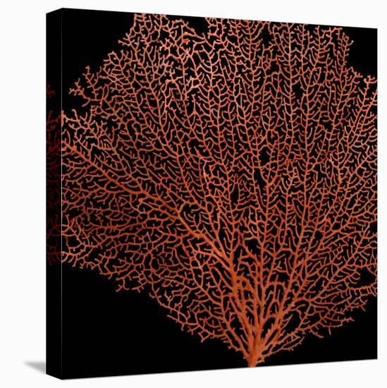 Deep 4: Red Fan Coral-Doris Mitsch-Premier Image Canvas