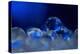 Deep Blue-Heidi Westum-Premier Image Canvas