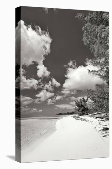 Deep Creek Tree BW-Larry Malvin-Premier Image Canvas