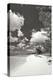 Deep Creek Tree BW-Larry Malvin-Premier Image Canvas