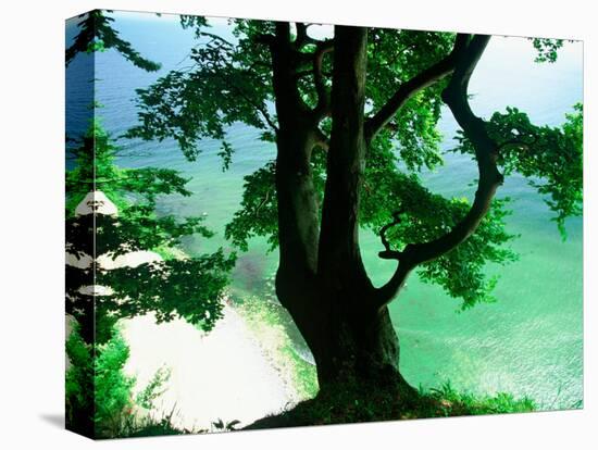 Deep Green Tree and Green-tinted Sea, Jasmund National Park, Island of Ruegen, Germany-Christian Ziegler-Premier Image Canvas