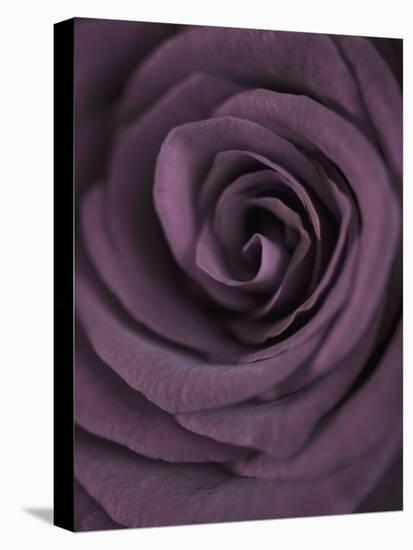 Deep Purple Rose-Clive Nichols-Premier Image Canvas