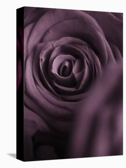 Deep Purple Rose-Clive Nichols-Premier Image Canvas