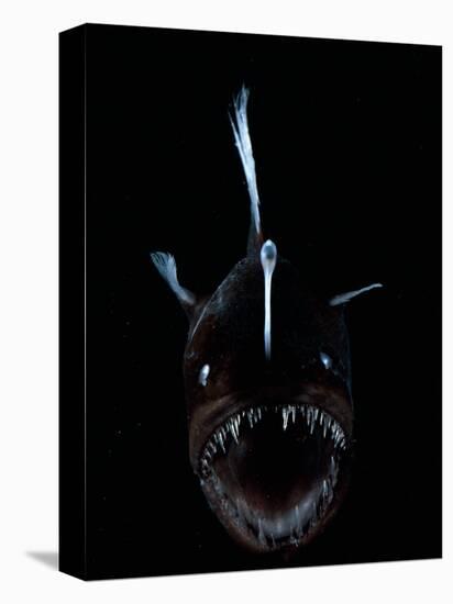 Deep Sea Anglerfish, Female with Lure Projecting from Head to Attract Prey, Atlantic Ocean-David Shale-Premier Image Canvas