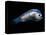Deep Sea Anglerfish Male-David Shale-Premier Image Canvas