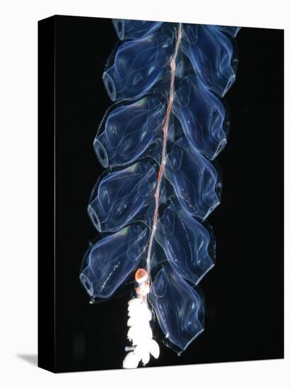 Deep Sea Siphonophore, Hydrozoan Cnidarian, 2503 Ft, Gulf of Maine-David Shale-Premier Image Canvas