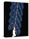 Deep Sea Siphonophore, Hydrozoan Cnidarian, 2503 Ft, Gulf of Maine-David Shale-Premier Image Canvas