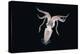 Deep Sea Squid Histioteuthis from Night-Time Rmt8 Frm Between 188 and 507M-David Shale-Premier Image Canvas