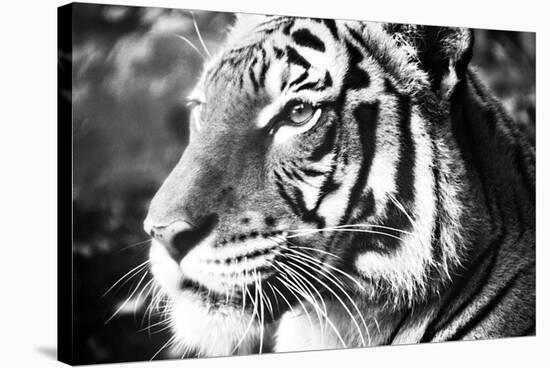 Deep Tiger-Gail Peck-Stretched Canvas