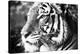 Deep Tiger-Gail Peck-Stretched Canvas