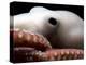 Deepsea Octopus (Benthoctopus Sp), Close-Up of Eye, Deep Sea Atlantic Ocean-David Shale-Premier Image Canvas