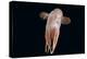 Deepsea Octopus (Grimpoteuthis Sp) Specimen -Dumbo-, North Atlantic-David Shale-Premier Image Canvas