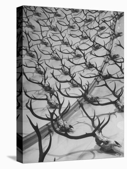 Deer Antlers Hanging in Domed Ceiling of Gordon Castle-William Sumits-Premier Image Canvas