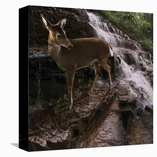 Deer Falls-Steve Hunziker-Stretched Canvas