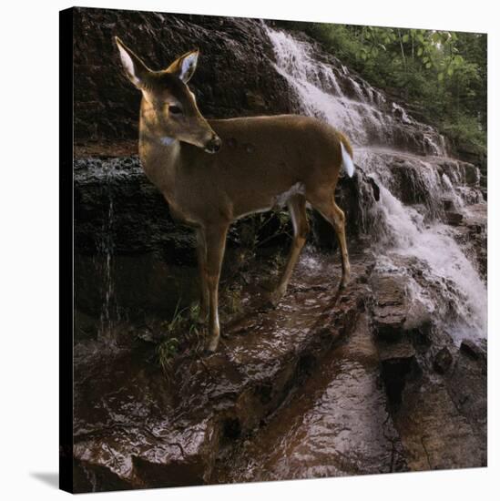 Deer Falls-Steve Hunziker-Stretched Canvas