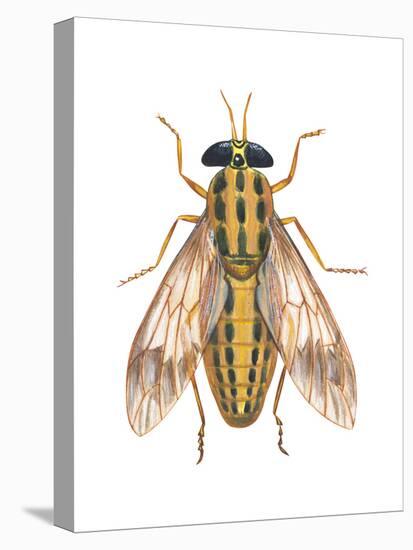Deer Fly (Chrysops Callidas), Insects-Encyclopaedia Britannica-Stretched Canvas