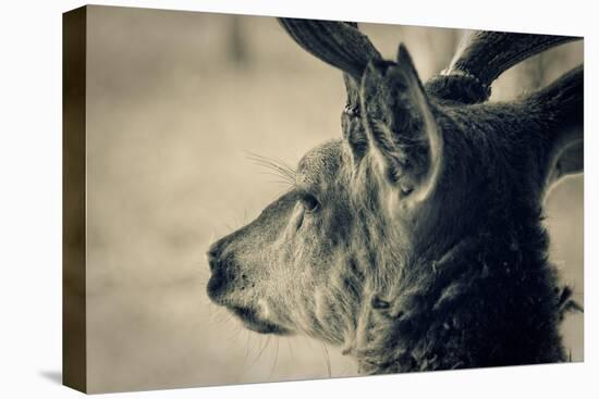Deer Head, Closeup Shot. Toned-pashabo-Stretched Canvas