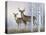 Deer in Birch Woods-Rusty Frentner-Premier Image Canvas
