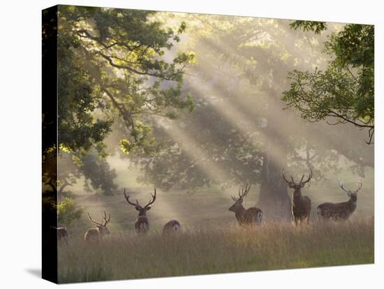 Deer in Morning Mist, Woburn Abbey Park, Woburn, Bedfordshire, England, United Kingdom, Europe-Stuart Black-Premier Image Canvas