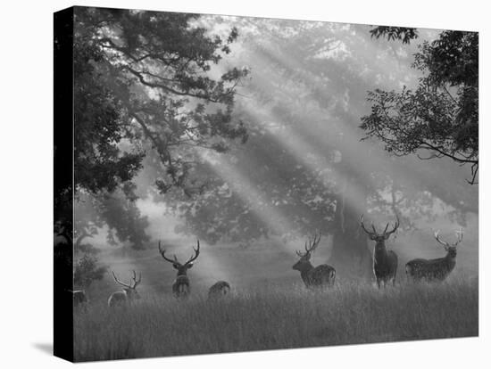 Deer in Morning Mist, Woburn Abbey Park, Woburn, Bedfordshire, England, United Kingdom, Europe-Stuart Black-Premier Image Canvas