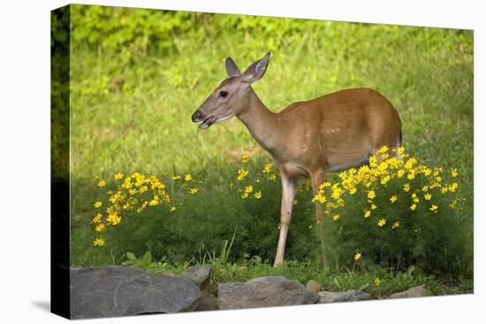 Deer In The Flowers-Wild Geese-Premier Image Canvas