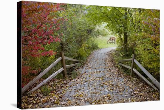 Deer in the Woods, Farmington Hills, Michigan ‘08-Monte Nagler-Stretched Canvas