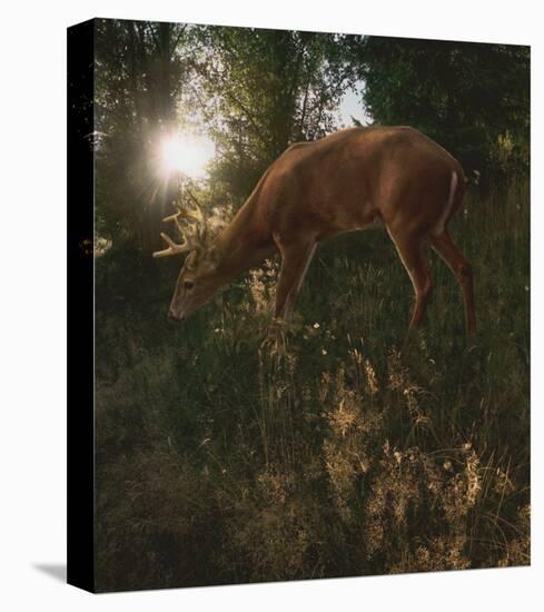 Deer Light-Steve Hunziker-Stretched Canvas