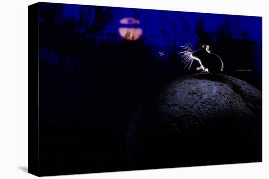 Deer Mouse (Peromyscus Maniculatus) On Giant Puffball Mushroom, Watching Mosquito In The Moonlight-Alexander Badyaev-Premier Image Canvas