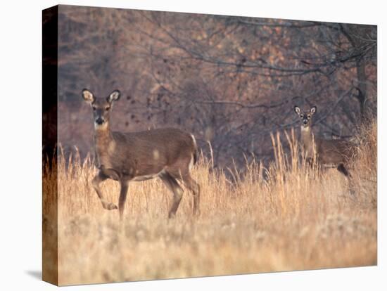 Deer on Gardiners Island-Alfred Eisenstaedt-Premier Image Canvas