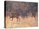 Deer on Gardiners Island-Alfred Eisenstaedt-Premier Image Canvas