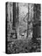 Deer Standing in the Woods During a Deer Hunt by the Bull Penn Hunting Club-null-Premier Image Canvas