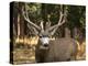 Deer Watch I-Ozana Sturgeon-Premier Image Canvas