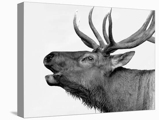 Deer-PhotoINC-Premier Image Canvas