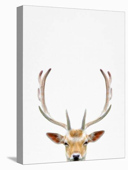 Deer-Tai Prints-Premier Image Canvas