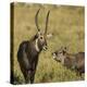 Defassa Waterbuck Pair-Joe McDonald-Premier Image Canvas