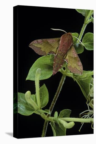 Deilephila Porcellus (Small Elephant Hawk Moth)-Paul Starosta-Premier Image Canvas